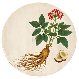 中草药人参植物插画素材