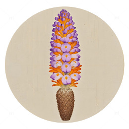中草药肉苁蓉植物插画素材