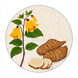 中草药天麻植物插画素材
