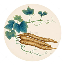 中草药铁棍山药植物插画素材
