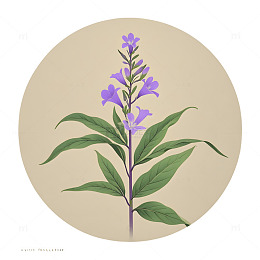 中草药远志植物插画素材