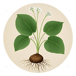 中草药泽泻植物插画素材