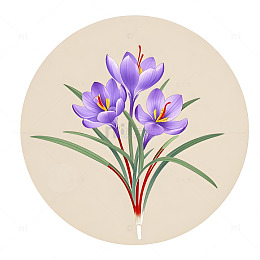 中草药藏红花草本插画素材