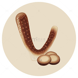 鹿茸中草药插画图