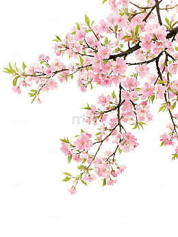 浅粉色手绘樱花枝插画素材
