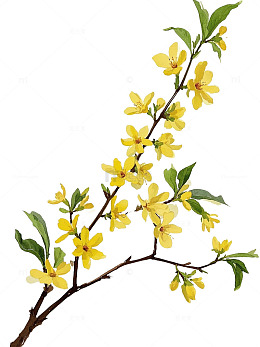 黄色系手绘迎春花枝插画素材