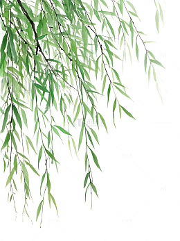 绿色系手绘柳枝插画素材
