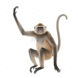 手绘海南长臂猿动物插画素材