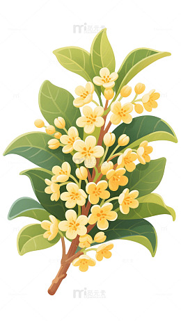 一枝桂花花朵