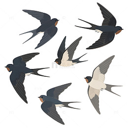 春天飞行的美丽燕子元素