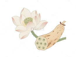 卡通莲花莲藕