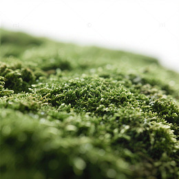 绿色植物苔藓