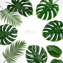 绿色热带植物阔叶植物龟背竹