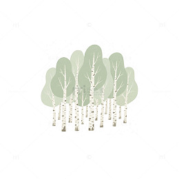 白桦树树木树丛