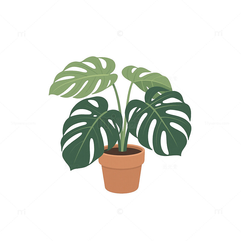 绿萝盆栽植物1