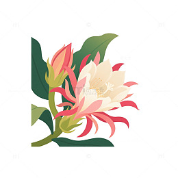 昙花月光夜开1