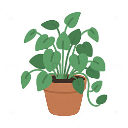 植物盆栽绿色
