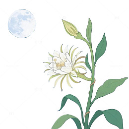 昙花月光夜开2