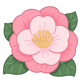 山茶花 花朵手绘