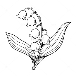 手绘铃兰花花卉线稿