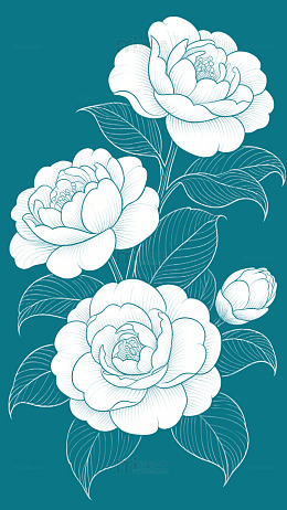 线条插画山茶花