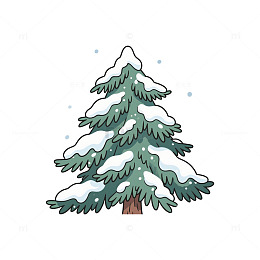 雪松积雪冬季