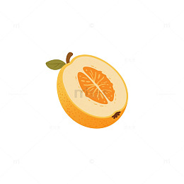 蛋黄果粉质纵切 1