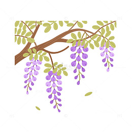 紫藤花串垂落1