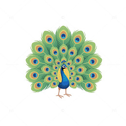 孔雀开屏华美尾羽特写