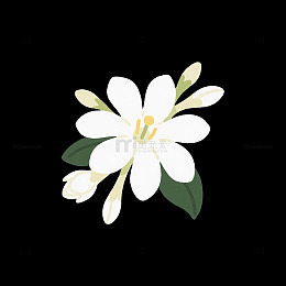 白色月昙花卡通