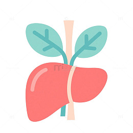 肝脏教学医学医疗插画