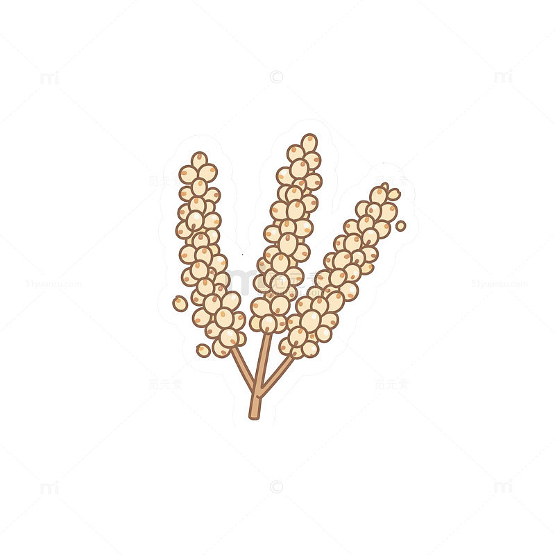 藜麦高原穗粒 1