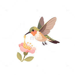 蜂鸟悬停花蜜