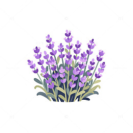 薰衣草花丛紫色