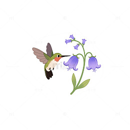 蜂鸟悬停花蜜 1