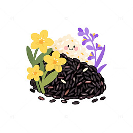 黑糯米黄饭花