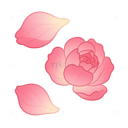玫瑰花瓣牡丹花瓣