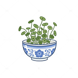 铜钱草白瓷盆