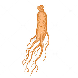 手绘人参插画