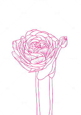 花毛茛花金凤花