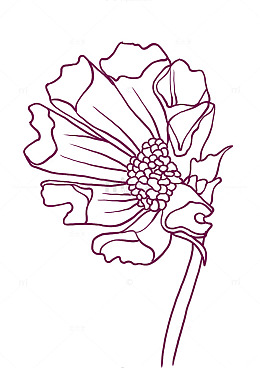 波斯菊线稿素材