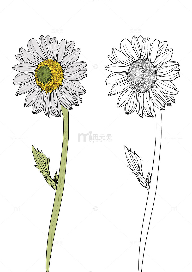 花卉洋甘菊线稿素材