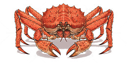 手绘插画螃蟹1