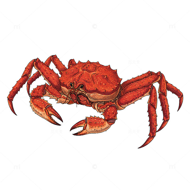 手绘插画螃蟹