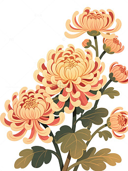 簇拥盛放吉祥菊花 重阳节免抠素材