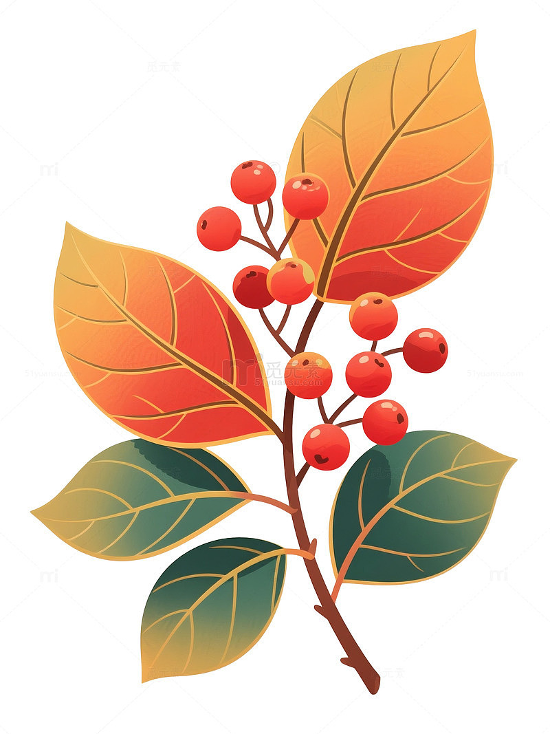 红果绿叶茱萸枝 重阳节植物免抠素材