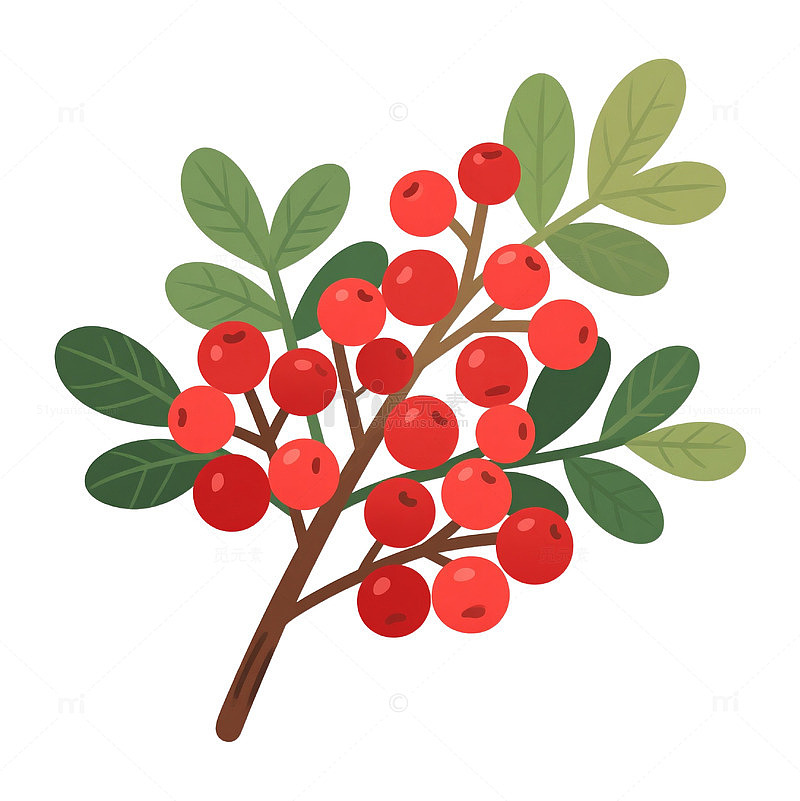 红果绿叶茱萸枝 重阳节免抠素材