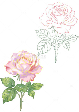 小王子的玫瑰花