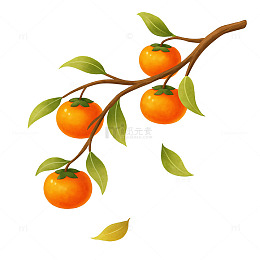 手绘插画风格的柿子枝果实素材