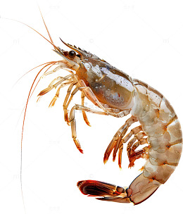 真实感大虾特写摄影图片